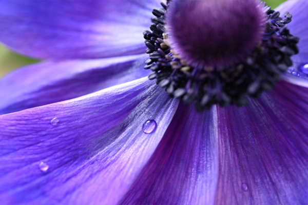 NIKON Z 50 MACRO (2)