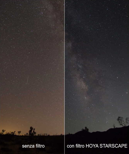 _HOYA STARSCAPE (2)