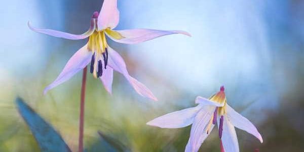 _OBBIETTIVO NATURA (1)