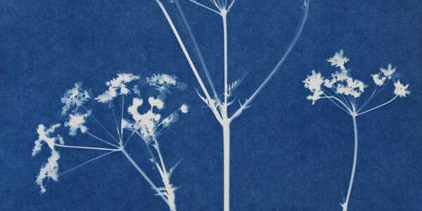 cyanotype wildflower prints